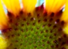 prickleys.jpg